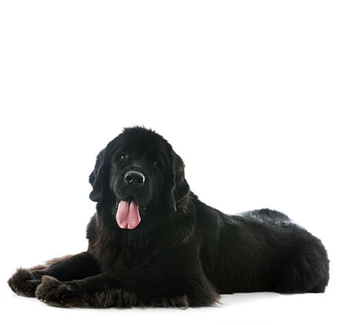 terre-neuve-information-sur-la-race-purina-fr